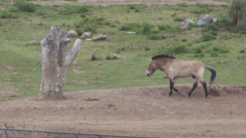 321-0670 Safari Park - Przewalski_s horse.jpg